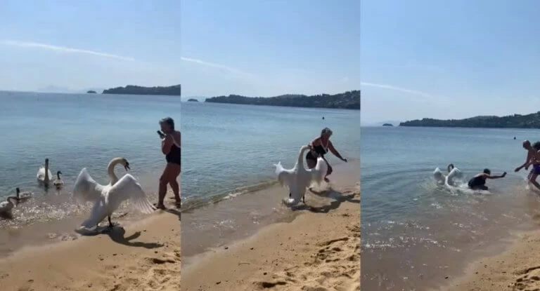 Σκιάθος: Τουρίστρια πήγε να φωτογραφίσει έναν κύκνο αλλά βρήκε τον μπελά της (βίντεο)